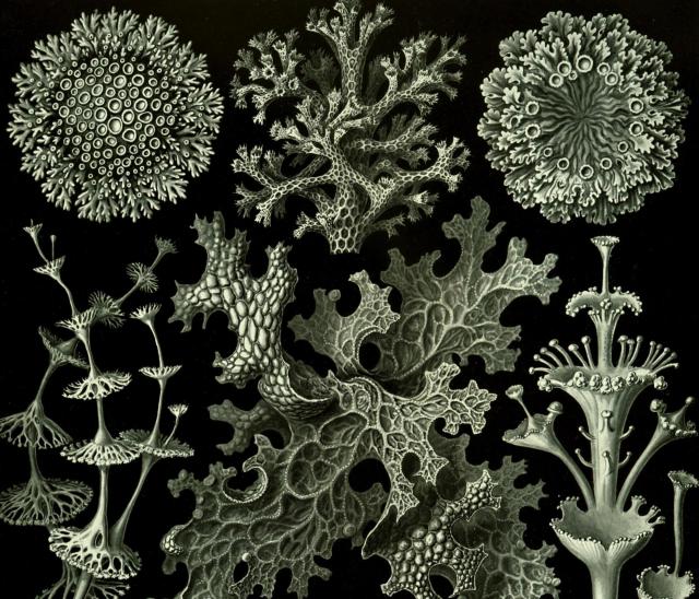 Ernst Haeckel, Lišejníky, Tvary přírody