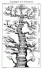 Ernst Haeckel, tree of life