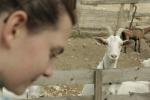 Kristín at the goat farm