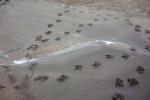 Geese tracks on the mud