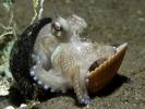 chobotnice v mušli